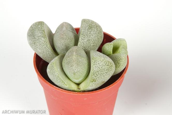 Żywe kamienie - Lithops