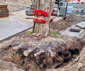 Kasztanowiec trafił na środek ronda