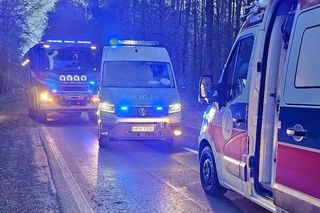 Auto zderzyło się z łosiem