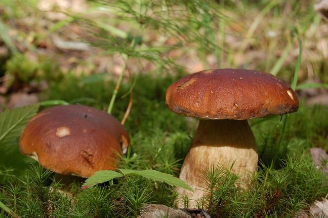 W lasach wysyp grzybów