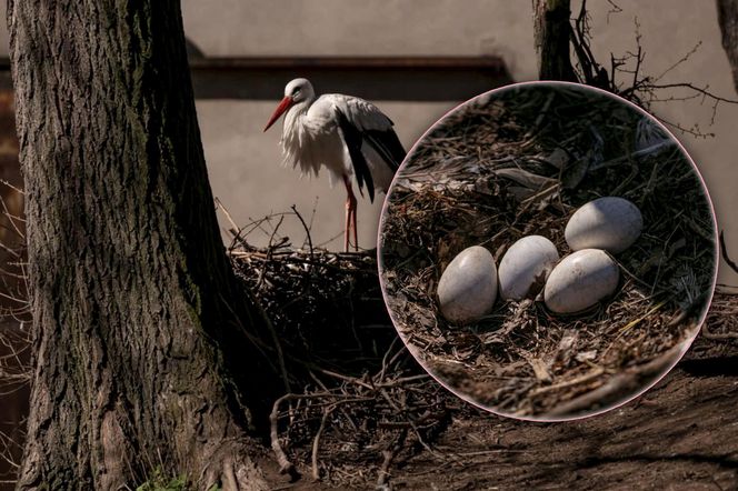 Naziemnne gniazda bocianów