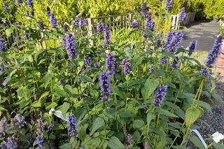 Kłosowiec 'Black Adder'