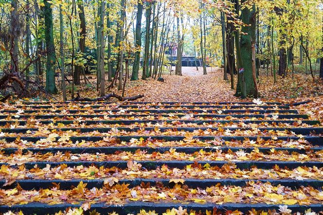 Porządkowanie terenu wokół wieży Quistorpa