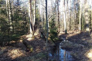 Bliżyńskie Lasy Naturalne