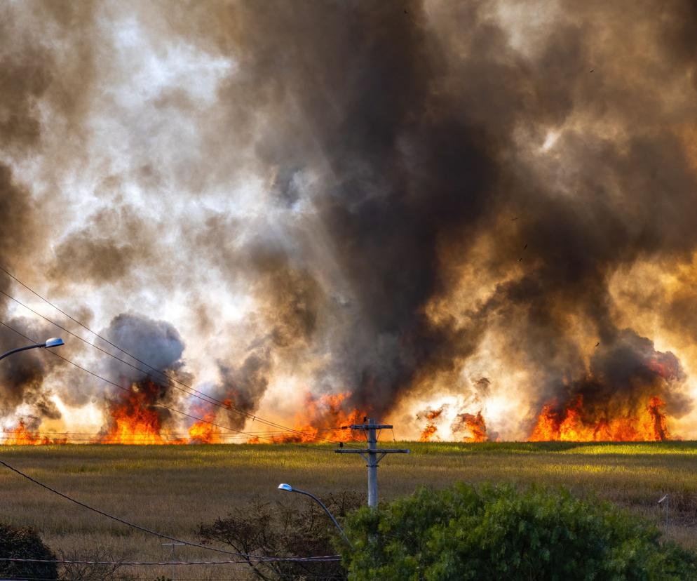 Pożar na poligonie wojskowym w Świętoszowie. Ogień objął 20 ha łąk