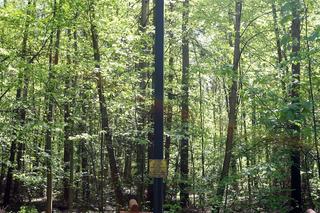 Katastrofa lotnicza w Lesie Kabackim - miejsce pamięci