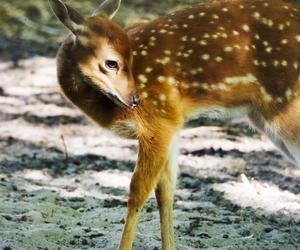 Jelonki Sika z warszawskiego ZOO