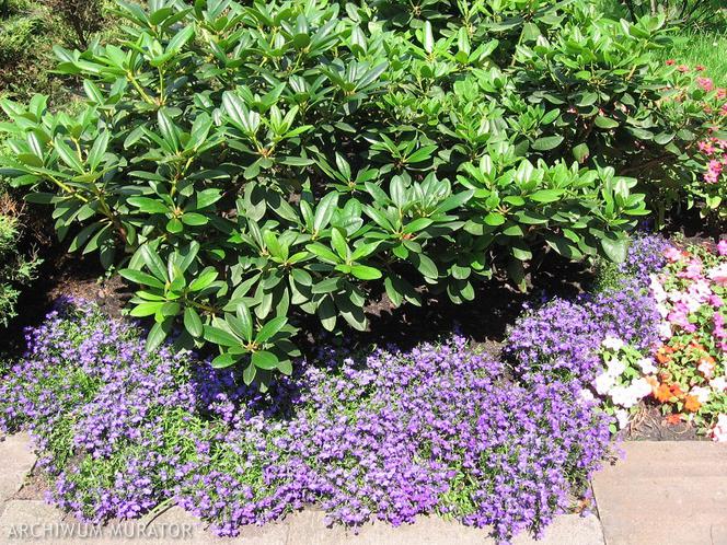 Lobelia przylądkowa