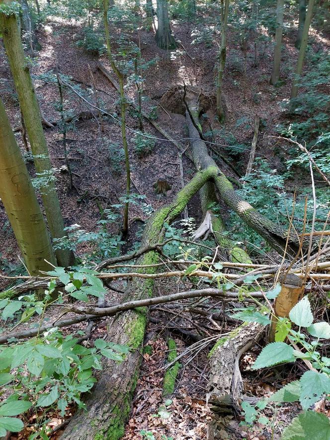 Jak wyglądają wyjątkowe jaskinie na Zboczu Fordońskim? To 10 minut jazdy od Bydgoszczy. Byliśmy tam i mamy zdjęcia