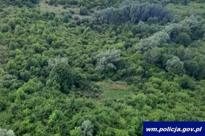 Nielegalna uprawa konopi indyjskich w Elblągu