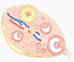 Niewydolność ciałka żółtego: przyczyny, objawy, leczenie
