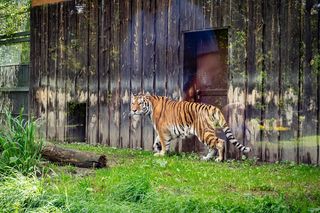 Nowy mieszkaniec w śląskim zoo. Tygrys Tiber już zachwyca odwiedzających 