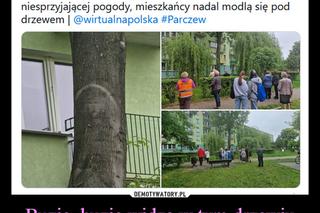 Buzię widzę w tym drzewiu i wiele innych. Tak śmieją się z woj. lubelskiego! Zobacz MEMY