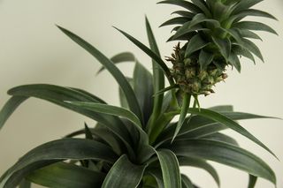Ma działanie podobne do aspiryny. Lekarka wskazała dwa produkty