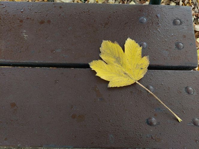 Zamojski Park jesienią