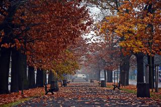 Aleja Ossolińskich w jesiennym klimacie [ZDJĘCIE DNIA]