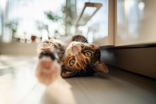 Kiedy Twój kot to robi nie panikuj. To dla mruczka bardzo ważny gest. Znaczenie zachowań kota