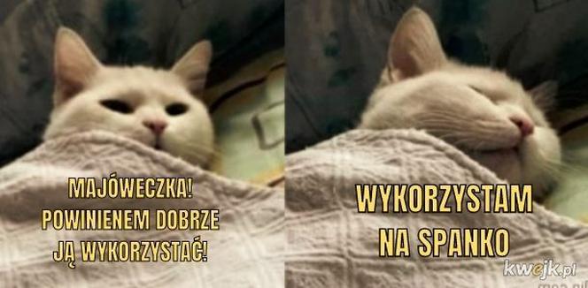 Memy na majówkę 2023. Te obrazki rozbawią Cię do łez!