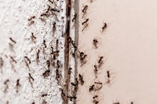 Mrówki w domu - jak skutecznie pozbyć się mrówek z domu? Domowe sposoby na mrówki