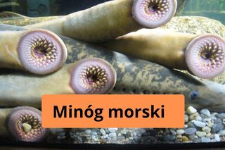 Minóg morski to bezżuchwowiec zaliczany czasem do ryb. Może mieć nawet 120 cm długości. Poluje na śledzie, dorsze i łososie.