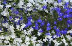 Lobelia przylądkowa