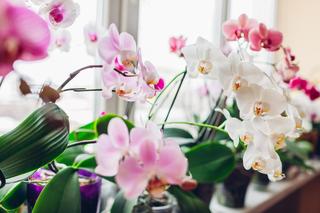 Przekwitły Phalaenopsis [Porada eksperta]