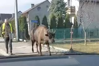 Sprytna żubrzyca na spacerze po Bojszowach Nowych. Wyszła z rezerwatu wyjściem dla jeleni