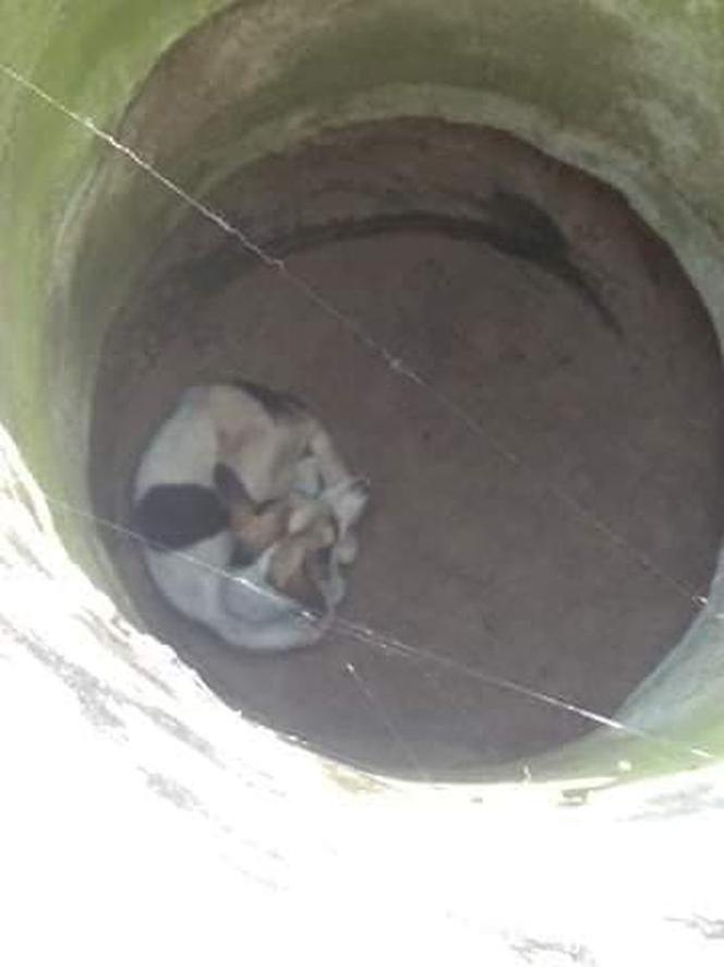 Łódzkie: Ktoś wrzucił psa do studni. Uwięziony Leon walczył o życie kilka dni!