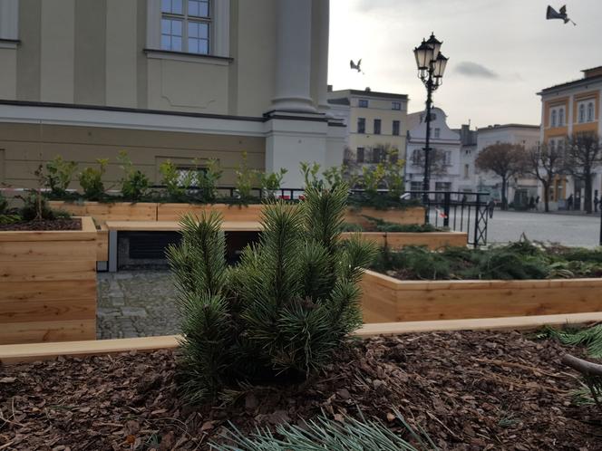 Na Rynku w Lesznie stanęły ogromne donice