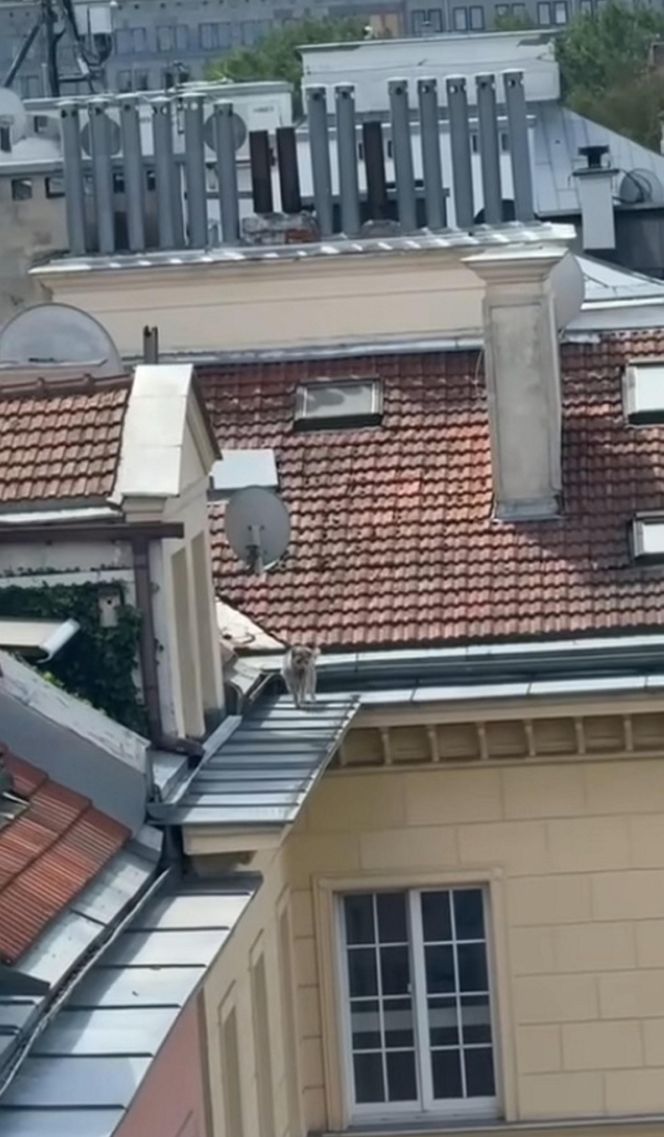 Niezwykła akcja strażaków na Nowym Świecie. Pies hasał po dachu kamienicy