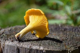 Te grzyby są często mylone z kurkami. Nie daj się nabrać - są trujące!