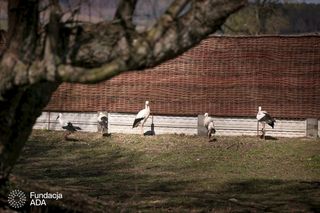 Naziemnne gniazda bocianów