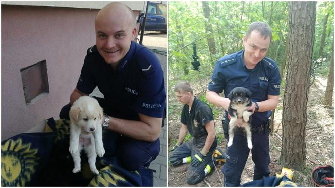 Jedlińsk. Szczeniaki uwięzione pod ziemią! Mundurowi zaczęli kopać [ZDJĘCIA]