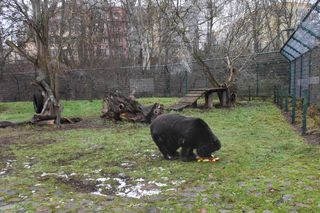 Niedźwiedzica Wolta z toruńskiego Zoo skończyła 40 lat!