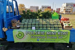 Wyjątkowe owoce rosną pod Bydgoszczą. Wiadomo już, że mini kiwi mają 20 składników odżywczych, a naukowcy nie skończyli liczyć