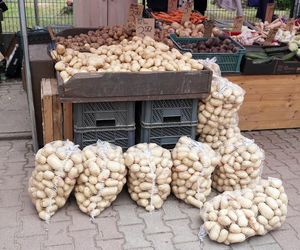 Euforia na straganie! Młode ziemniaczki z Polski robią furorę