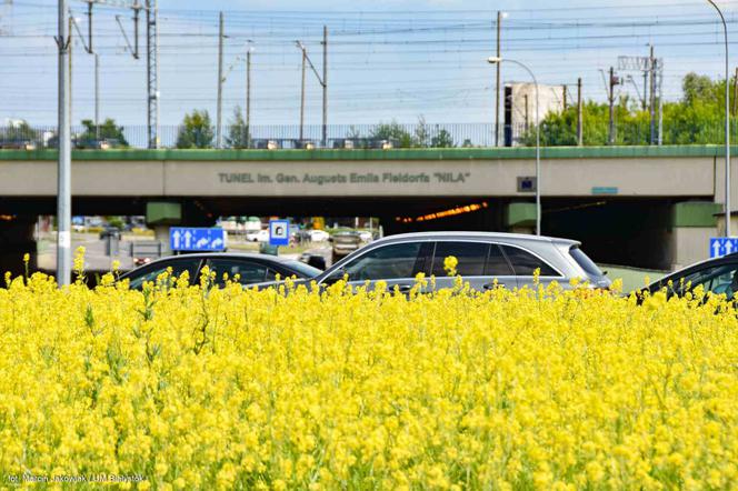 Białystok. Pierwsze łąki już kwitną. W 2020 roku pojawiły się w nowych miejscach