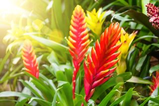 Frizea lśniąca - piękna roślina ananasowata. Jak dbać o frizeę?