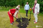 Dąb Kubuś - potomek Bartka - posadzony w Kielcach