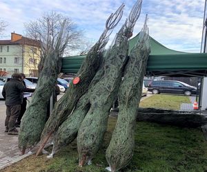 Choinkę za krew można było dostać w Nowym Sączu.  Chętnych nie brakowało!