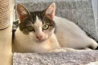 To koniec Kociej Ferajny - pierwszej w Bydgoszczy kawiarni z kotami. Nie chodzi tylko o pieniądze.  Puma, Luna, Prezes i Puszek czekają na głaski