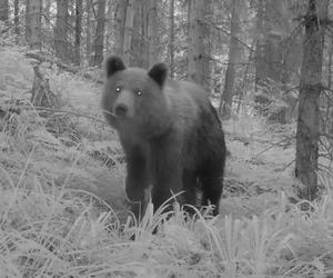 Niedźwiedź w Beskidzie Żywieckim złapany w fotopułapce