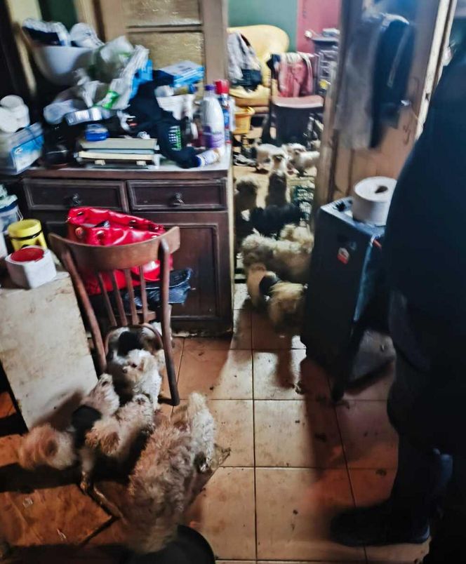 Koszmar w nielegalnej hodowli psów. Prawie 40 zwierząt w skandalicznych warunkach!