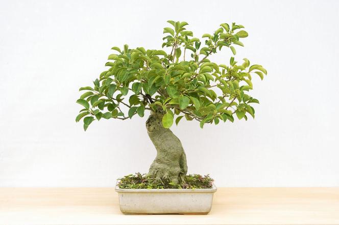 Drzewko bonsai