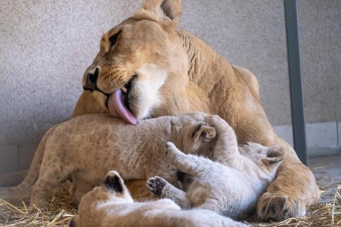 W Śląskim Ogrodzie Zoologicznym przyszły na świat cztery lwiątka! 