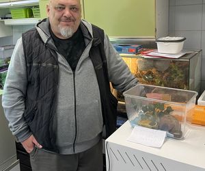 W opakowaniu rukoli znaleziono żywego gekona