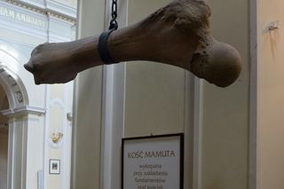 Kość mamuta w warszawskim kościele