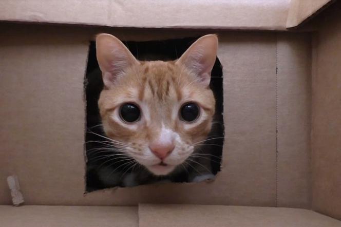 Dlaczego koty wchodzą do pudełek? Naukowcy znają odpowiedź