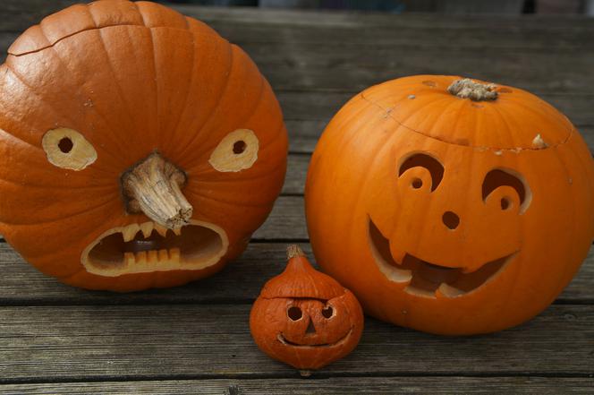Halloween w stolicy. Przynieś swoją dynię do ZOO