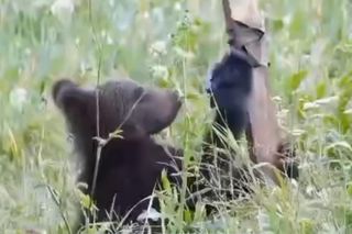 Bieszczadzkie misie lubią technologie